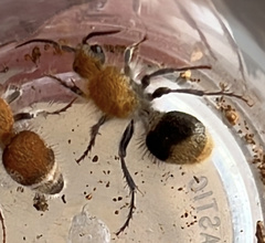 Sphaeropthalma marpesia
