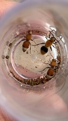 Sphaeropthalma marpesia