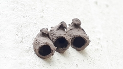 Nannotrigona perilampoides
