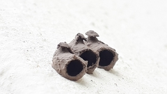 Nannotrigona perilampoides