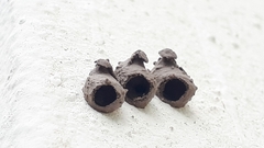 Nannotrigona perilampoides