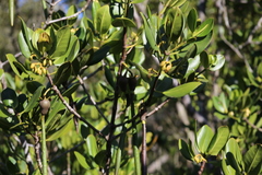 Rhizophora