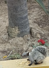 Sciurus stramineus