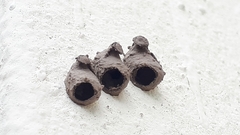 Nannotrigona perilampoides
