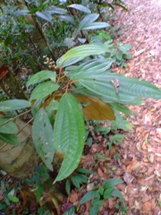 Miconia serrulata