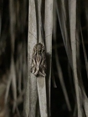 Spodoptera pulchella
