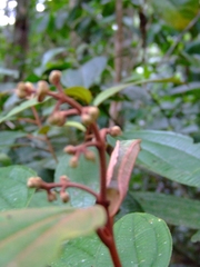 Miconia serrulata