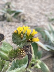 Amsinckia spectabilis