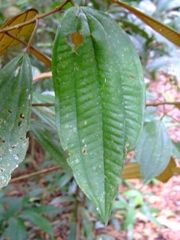 Miconia serrulata