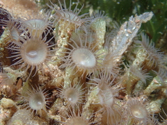 Isaurus tuberculatus