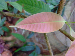 Miconia serrulata