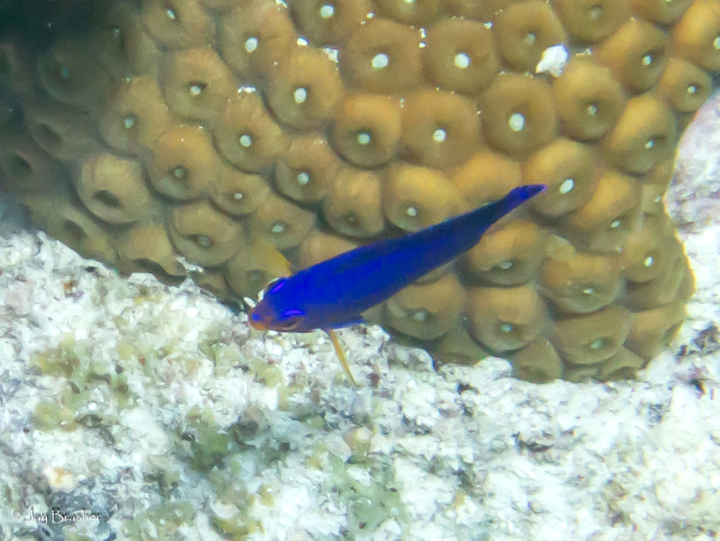 Cherubfish