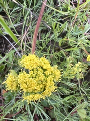 Lomatium utriculatum