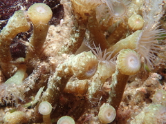 Isaurus tuberculatus