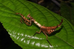 Plesiacanthops tuberculata
