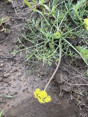 Lomatium utriculatum