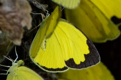 Eurema brigitta