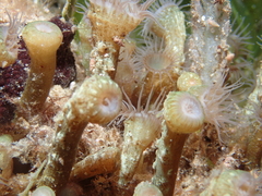 Isaurus tuberculatus