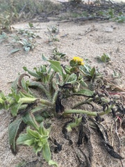 Amsinckia spectabilis