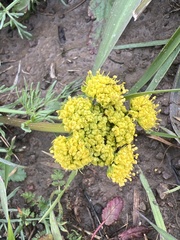 Lomatium utriculatum