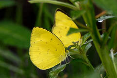 Eurema brigitta