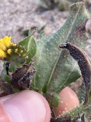 Amsinckia spectabilis