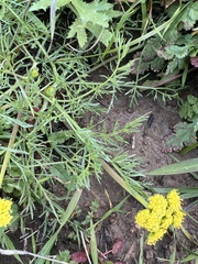 Lomatium utriculatum