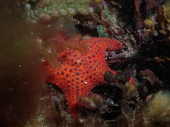 Anthaster valvulatus