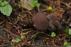 Armillaria cepistipes