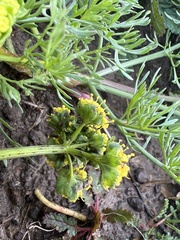 Lomatium utriculatum
