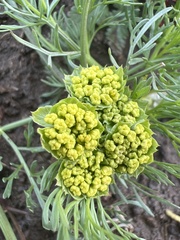 Lomatium utriculatum