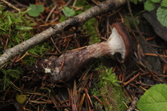 Armillaria cepistipes