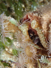 Isaurus tuberculatus