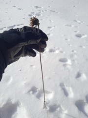 Cirsium heterophyllum