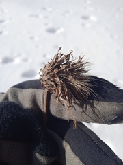 Cirsium heterophyllum