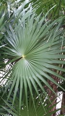 Thrinax radiata