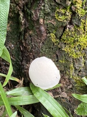 Leucocoprinus cretaceus