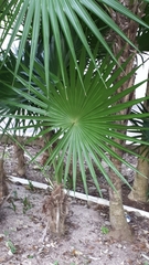 Thrinax radiata