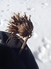 Cirsium heterophyllum