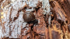 Helminthoglypta umbilicata