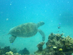 Chelonia mydas