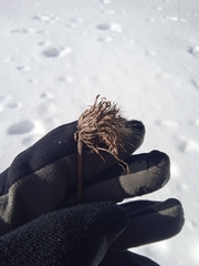 Cirsium heterophyllum