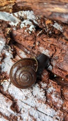 Helminthoglypta umbilicata