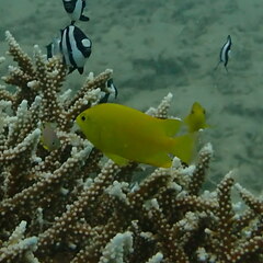 Pomacentrus moluccensis