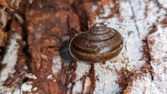 Helminthoglypta umbilicata