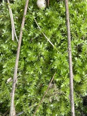 Rhynchostegium