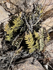 Myriopteris lindheimeri