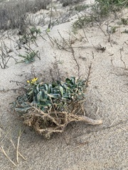 Erysimum menziesii