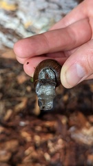 Helminthoglypta umbilicata