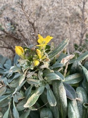 Erysimum menziesii